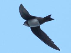 (Alpine Swift) flight