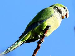 (Monk Parakeet) calling