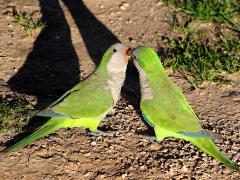 (Monk Parakeet) feeding