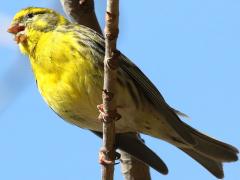 (European Serin) male sings