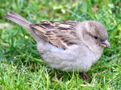 (House Sparrow) female