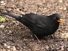 (Eurasian Blackbird) calls