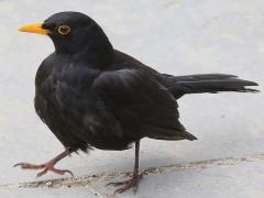 (Eurasian Blackbird) walking