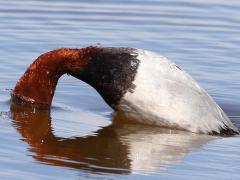 (Common Pochard) male diving