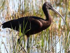 (Glossy Ibis) walking