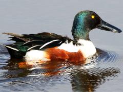 (Northern Shoveler) male swimming