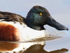 (Northern Shoveler) male swims