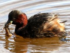 (Little Grebe and Cambarid Crayfish)