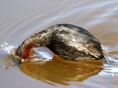 (Little Grebe) diving