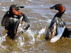 (Little Grebe) fighting