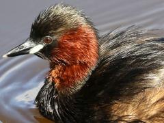 (Little Grebe) swimming