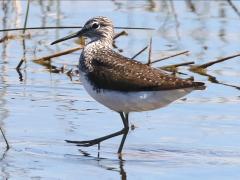 (Green Sandpiper) wading