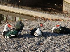 (Domestic Muscovy Duck) trio