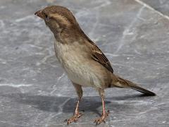 (House Sparrow) female