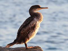 (European Shag) basking