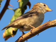 (House Sparrow) female perching