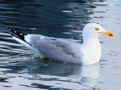 (Yellow-legged Gull) swimming