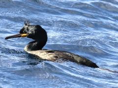 (European Shag) swimming