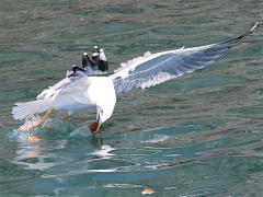 (Yellow-legged Gull) snatching