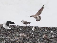 (Kelp Gull) flap