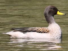 (Yellow-billed Teal) oxyptera