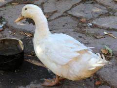 (Domestic Mallard) standing