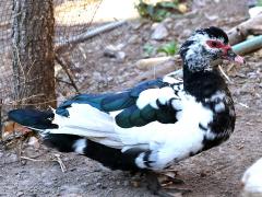 (Domestic Muscovy Duck) standing