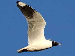 (Andean Gull) calls