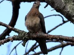 (Eared Dove) perching