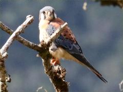 (American Kestrel) perching