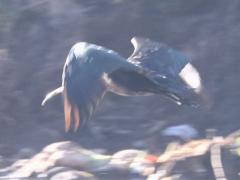 (Puna Ibis) flight