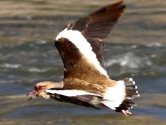 (Andean Lapwing) calling flight