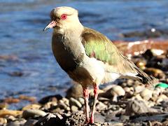 (Andean Lapwing) standing