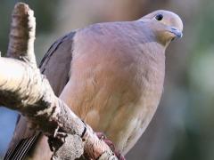 (Eared Dove) perching