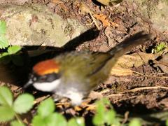 (Chestnut-capped Brush Finch) standing