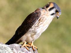 (American Kestrel) standing