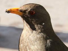 (Chiguanco Thrush) head