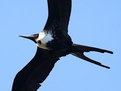 (Magnificent Frigatebird) female head