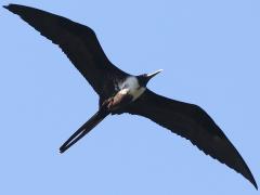 (Magnificent Frigatebird) female soars