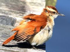 (Wing-banded Hornero) sitting