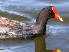 (Common Gallinule) head