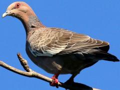 (Picazuro Pigeon) perching