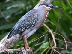 (Striated Heron) perching