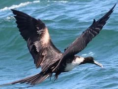 (Magnificent Frigatebird) female skimming