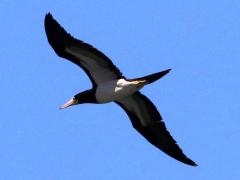 (Brown Booby) flight