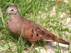 (Ruddy Ground Dove) male