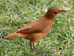 (Rufous Hornero) standing