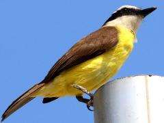 (Great Kiskadee) perching