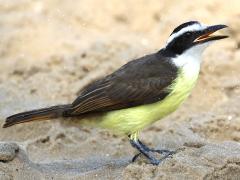 (Great Kiskadee) singing