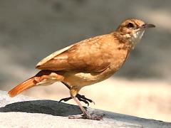 (Rufous Hornero) walking